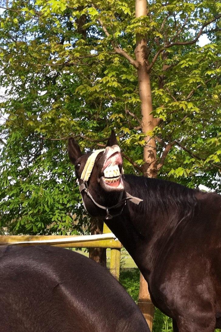 Dansk Varmblod Martinique billede 24