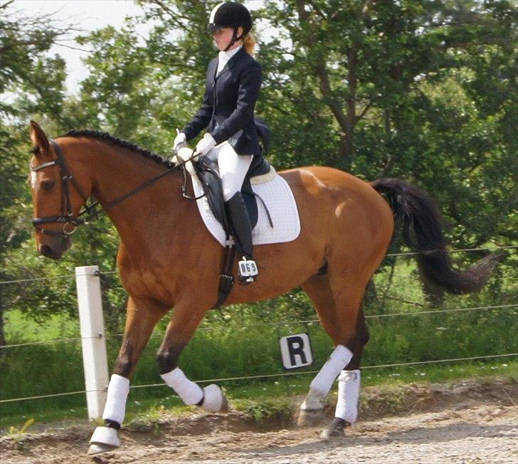 Hollandsk Varmblod Troy-T - LB2. Han går ikke særlig godt på billedet, men han blev klubmester i LA2 med 75,87 % og et super program billede 17