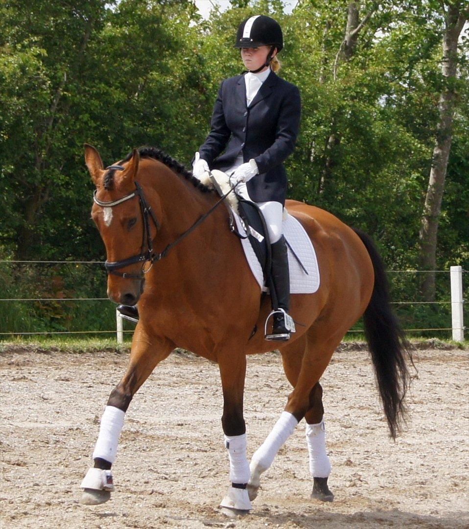 Hollandsk Varmblod Troy-T - Troy, du er en ener billede 1