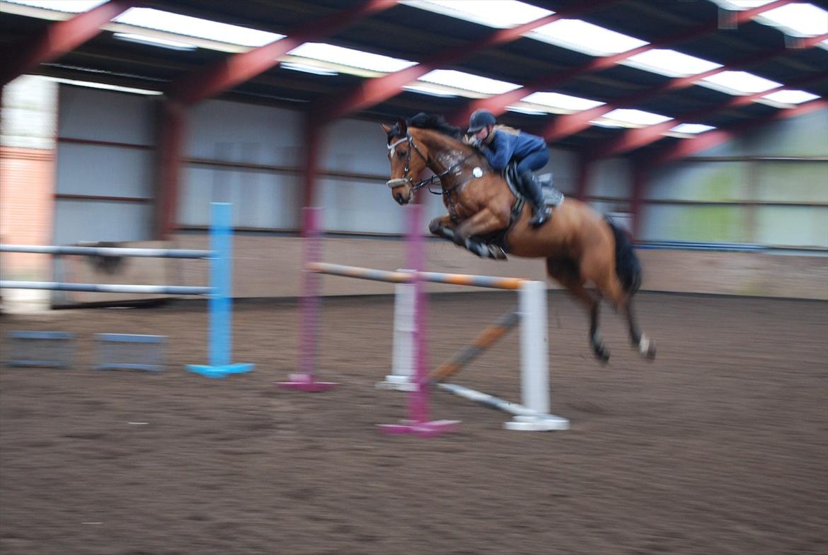 Hollandsk Varmblod Troy-T - Træning i Bredebro. :D billede 20