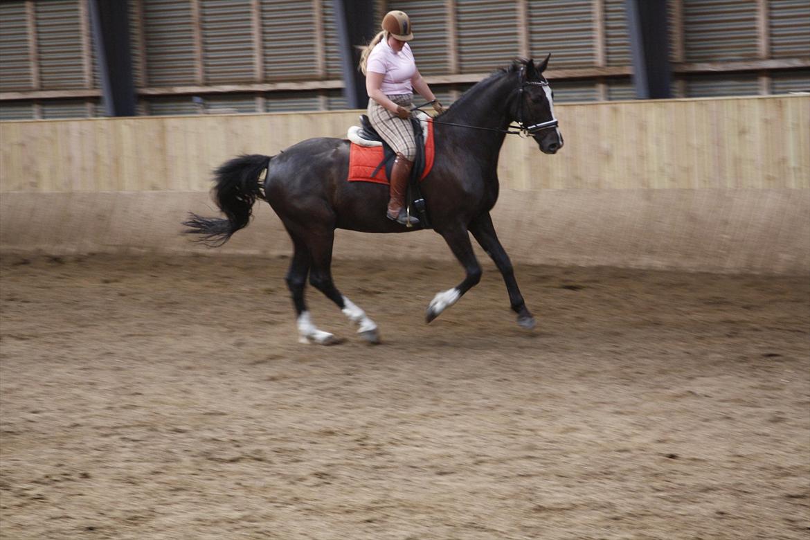 Dansk Varmblod Martinique billede 25