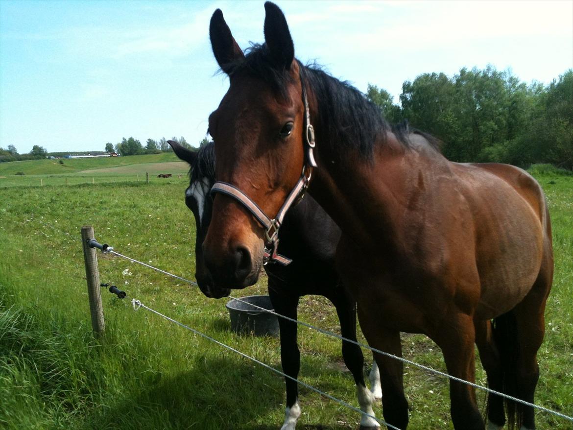 Anden særlig race Bruno Hartvig - Bruno på sommerfold :)  billede 2