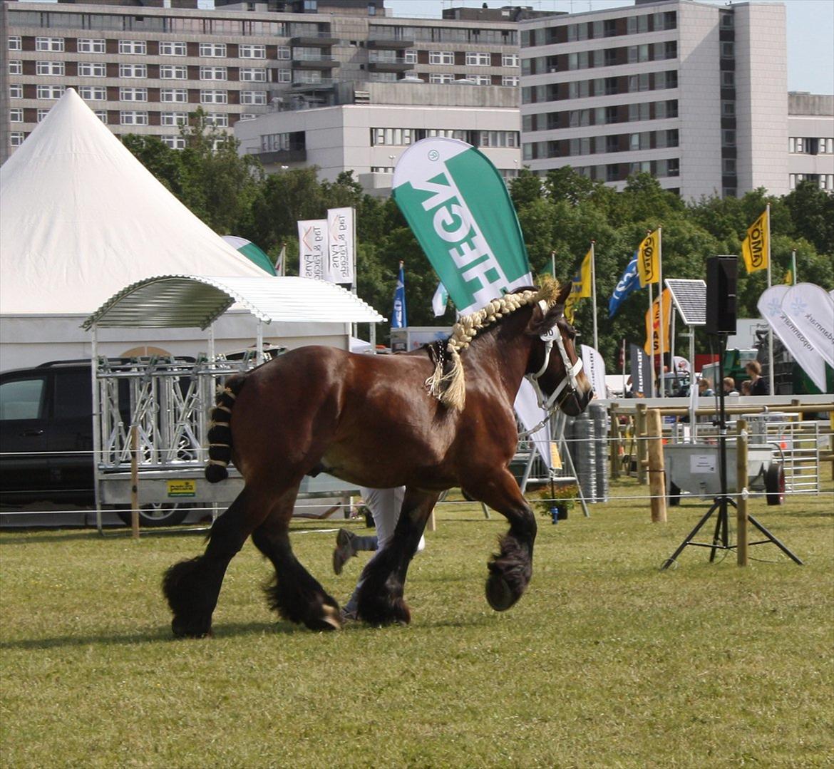 Belgier Baxton billede 12