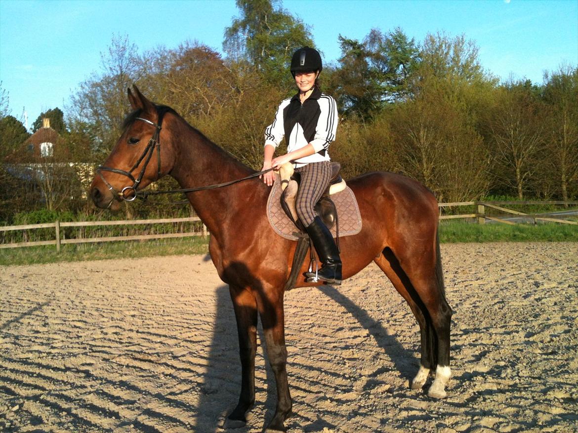 Anden særlig race Bruno Hartvig - Bruno der nu efter 4 ugers ridning, kan rides uden longe og udenfor : )  billede 3