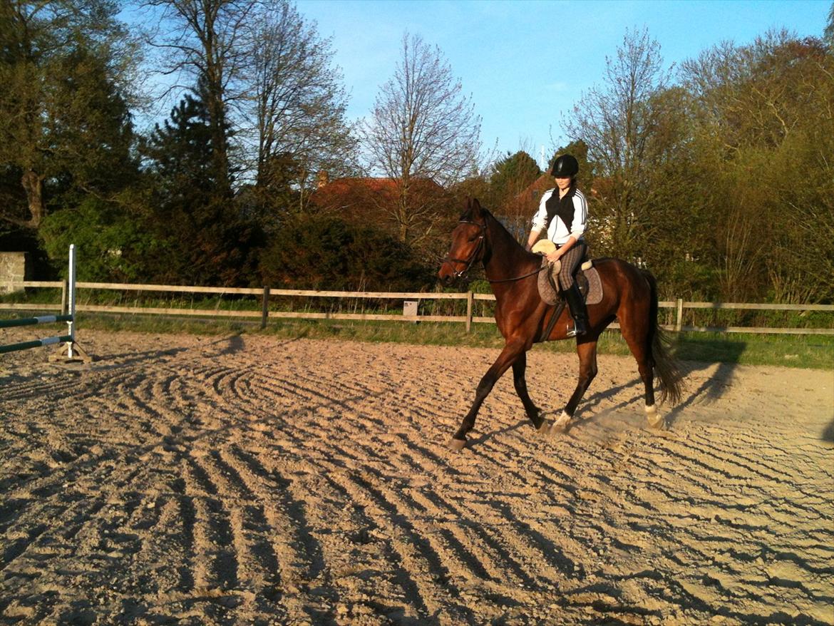 Anden særlig race Bruno Hartvig - Forår 2012 billede 4