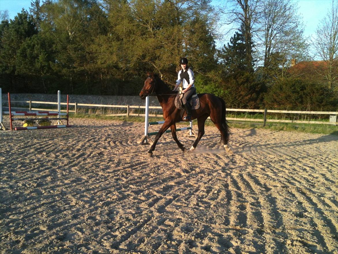 Anden særlig race Bruno Hartvig - Forår 2012 billede 5