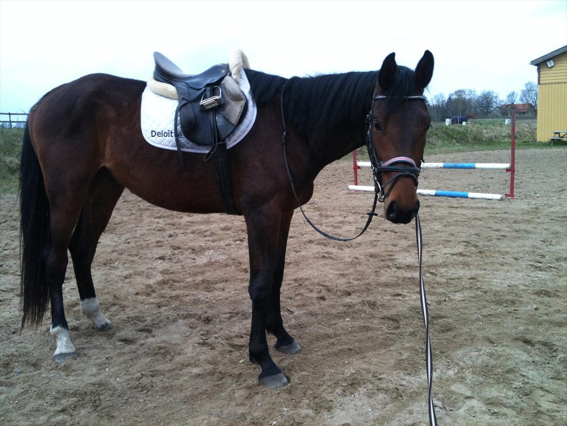 Anden særlig race Bruno Hartvig - Bruno igang med tilridning:) Lille hest dog  billede 8