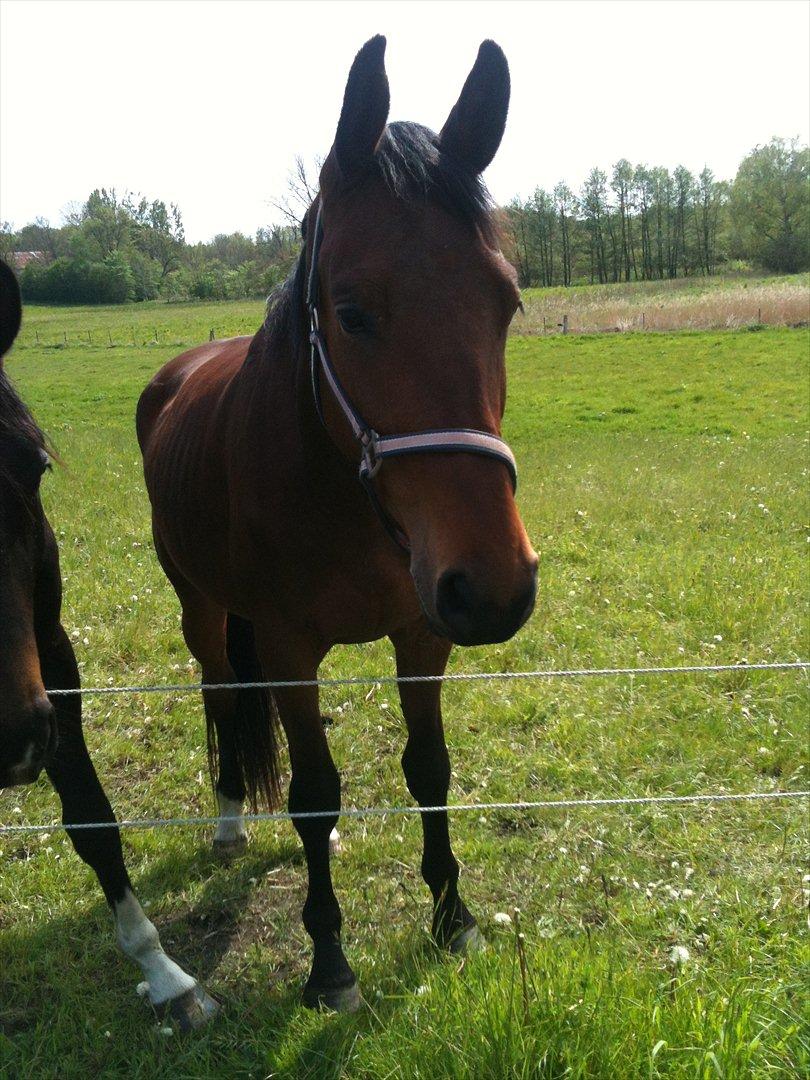 Anden særlig race Bruno Hartvig - Bruno på Sommerferie :) Det hårdt at blive en ridehest jo  billede 9