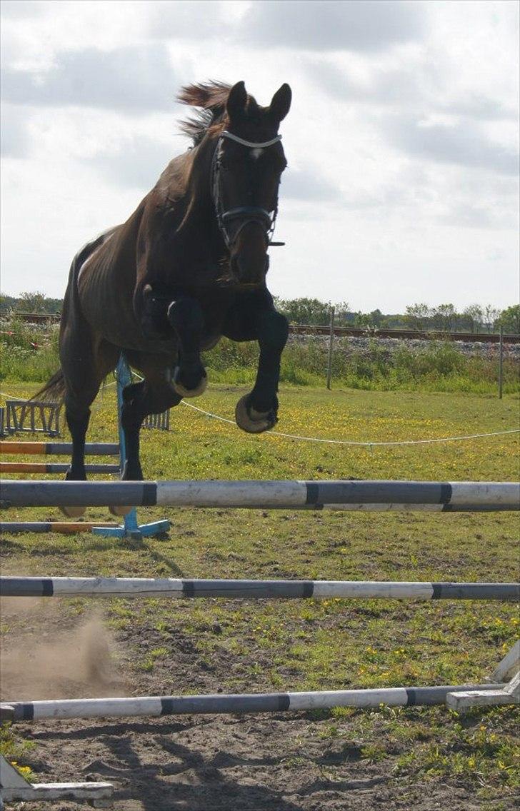 Dansk Varmblod Lerini A **RDS** billede 1