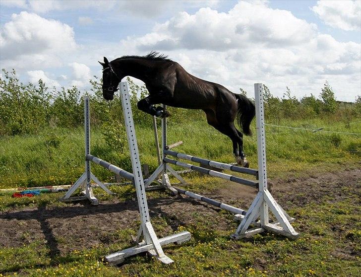 Dansk Varmblod Lerini A **RDS** billede 2