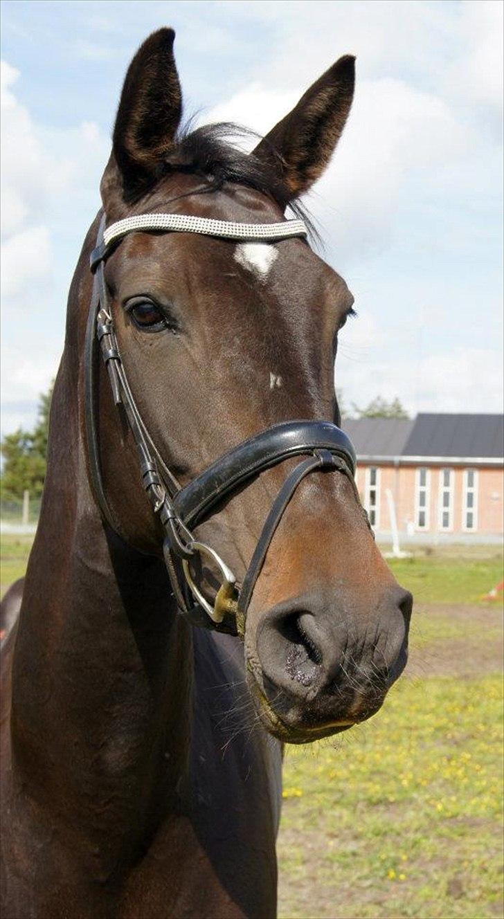 Dansk Varmblod Lerini A **RDS** billede 3