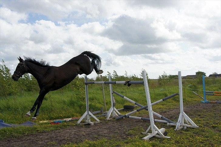 Dansk Varmblod Lerini A **RDS** billede 4