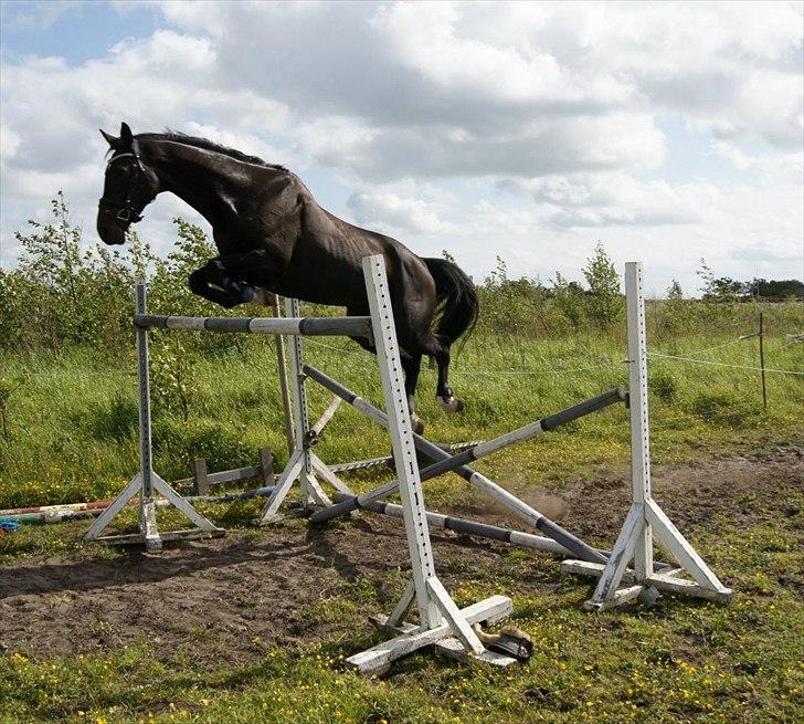 Dansk Varmblod Lerini A **RDS** billede 5