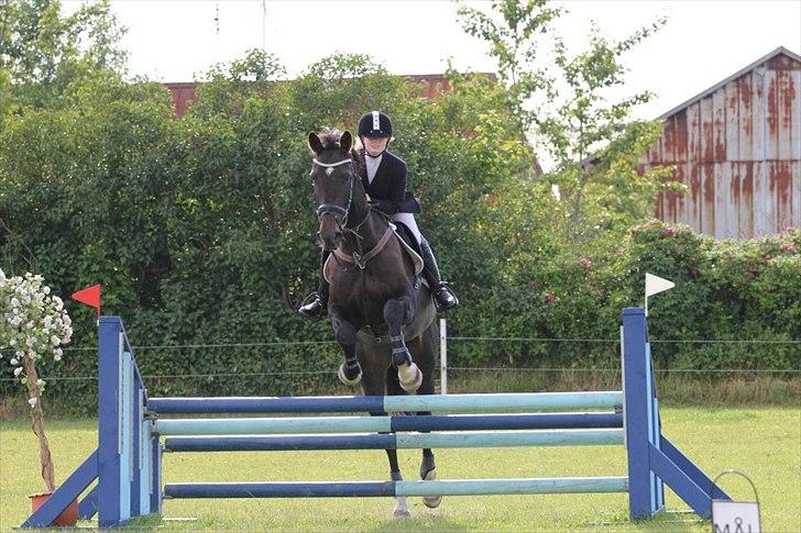 Dansk Varmblod Lerini A **RDS** billede 6