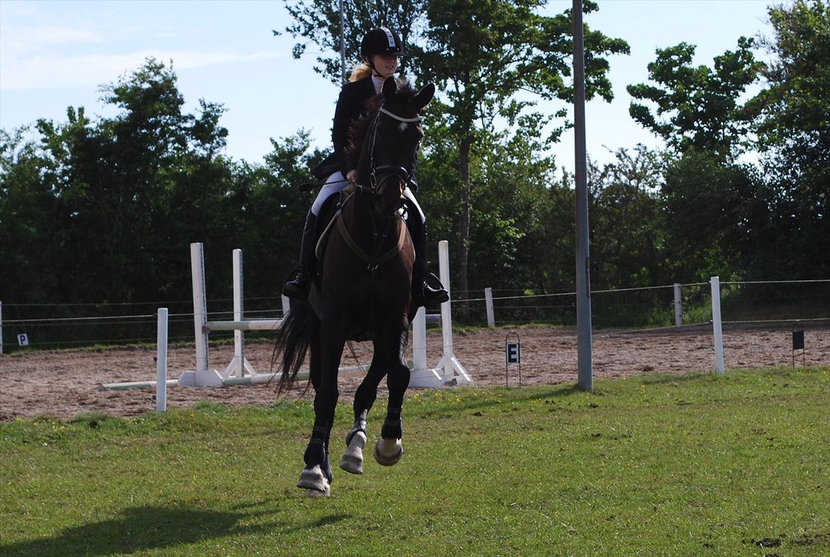 Dansk Varmblod Lerini A **RDS** billede 7