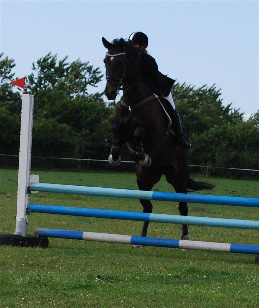 Dansk Varmblod Lerini A **RDS** billede 8