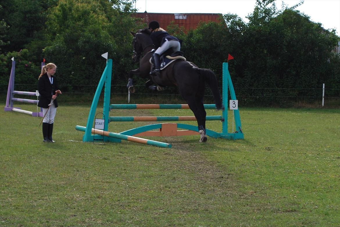 Dansk Varmblod Lerini A **RDS** billede 9