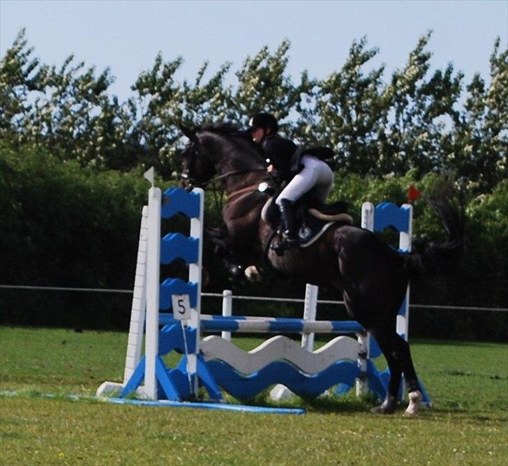 Dansk Varmblod Lerini A **RDS** billede 10