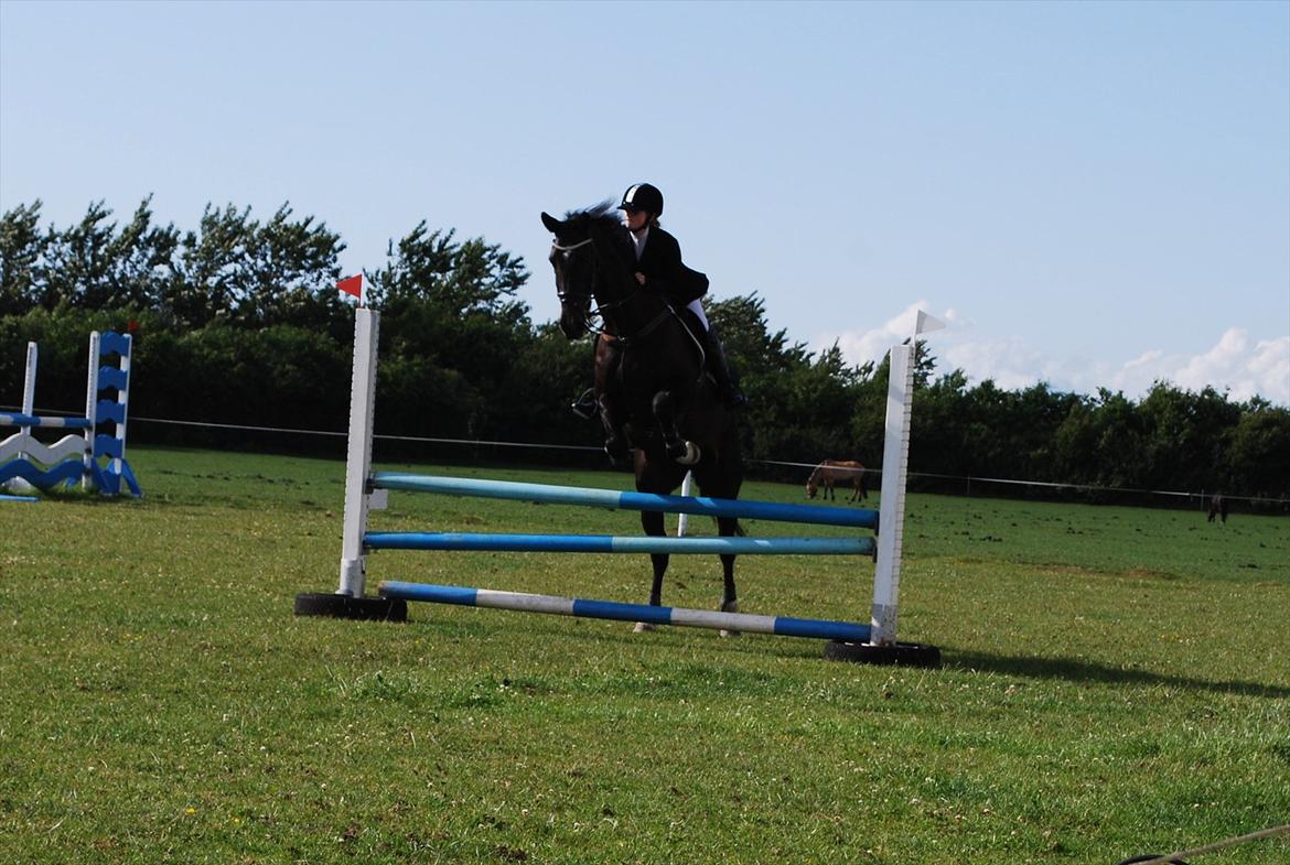 Dansk Varmblod Lerini A **RDS** billede 11