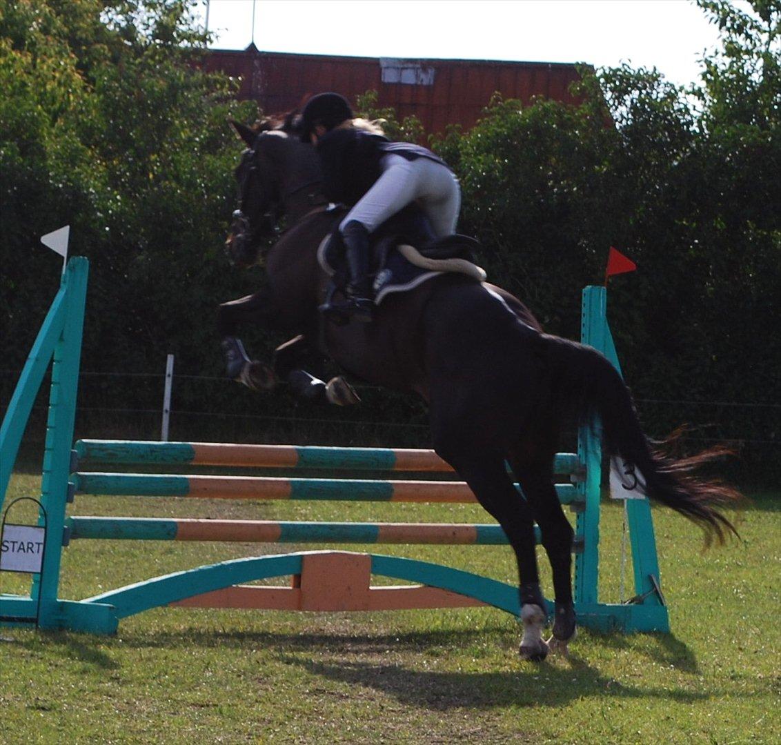 Dansk Varmblod Lerini A **RDS** billede 12