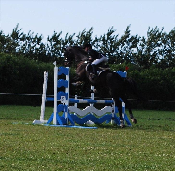 Dansk Varmblod Lerini A **RDS** billede 13