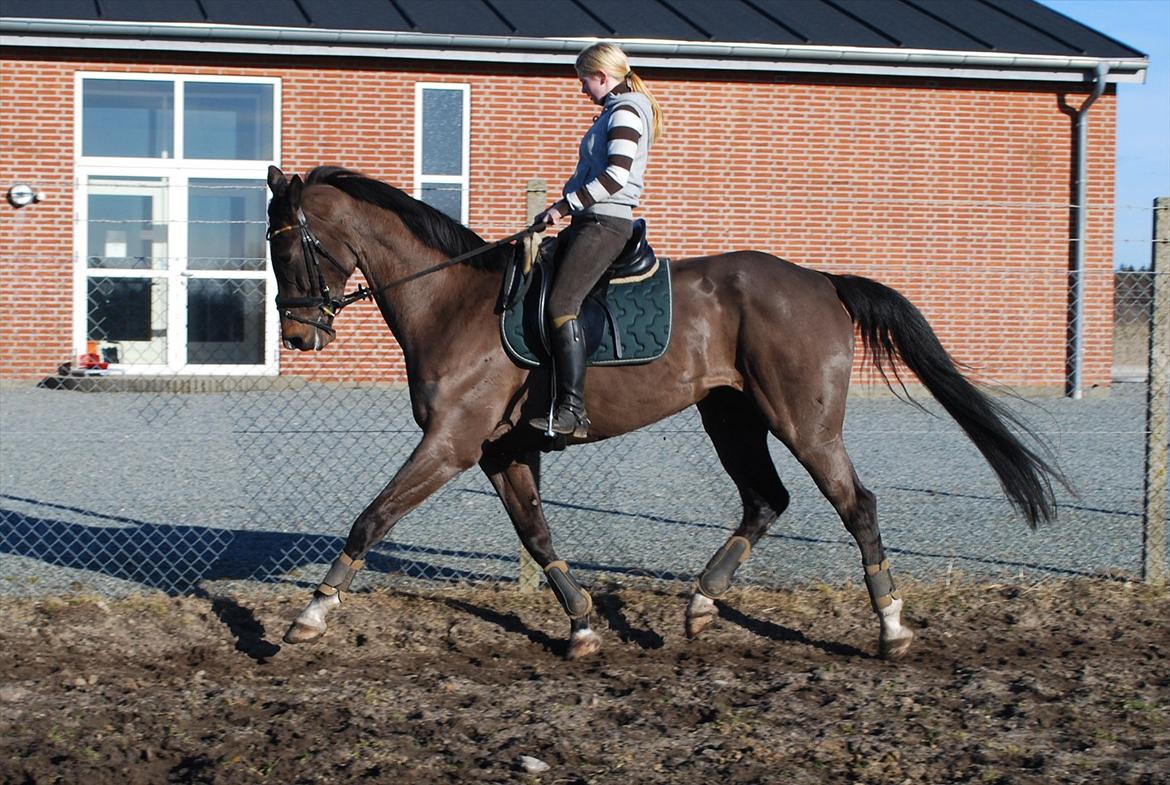 Dansk Varmblod Lerini A **RDS** billede 14