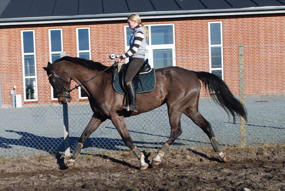 Dansk Varmblod Lerini A **RDS** billede 15