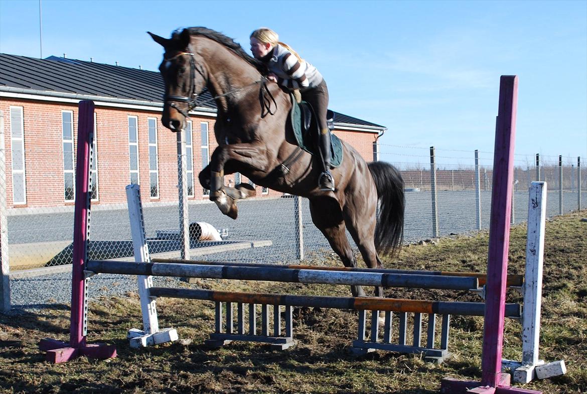 Dansk Varmblod Lerini A **RDS** billede 16
