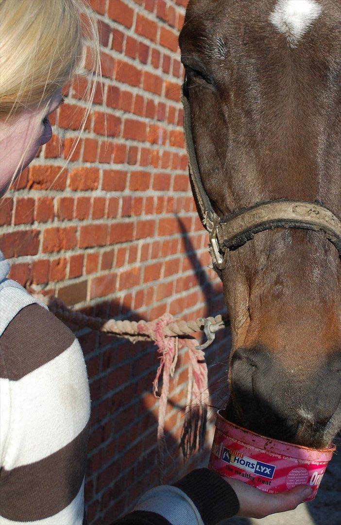 Dansk Varmblod Lerini A **RDS** billede 18