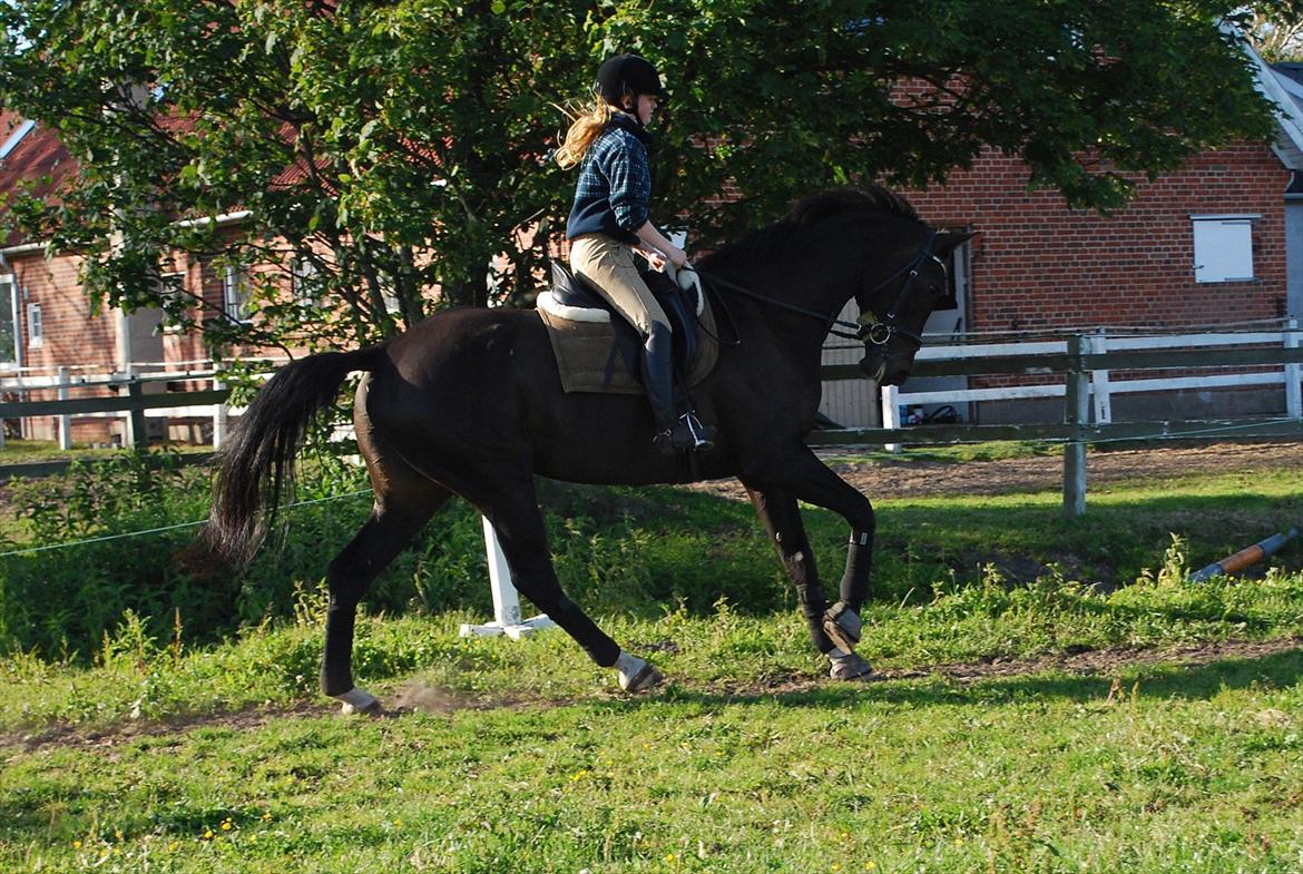 Dansk Varmblod Lerini A **RDS** billede 19