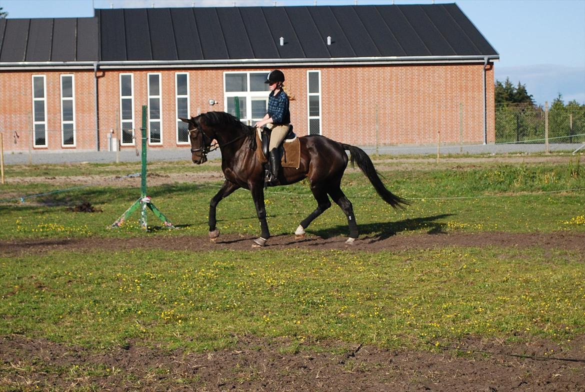 Dansk Varmblod Lerini A **RDS** billede 20