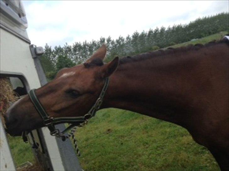 DSP Horsmarks Liberkin (DSP) - Napper lige en smule hø i ventetiden billede 13