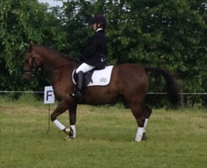 DSP Horsmarks Liberkin (DSP) - Stævne Vester Hasssing 2012 billede 14