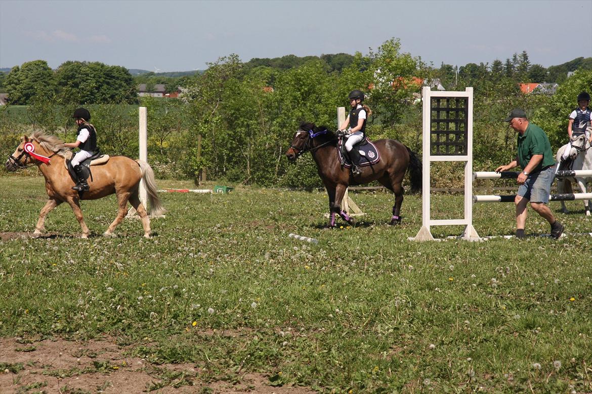 Palomino Kosmo (min egen)  (spring stjernen) - æres runde vi VANDT billede 20