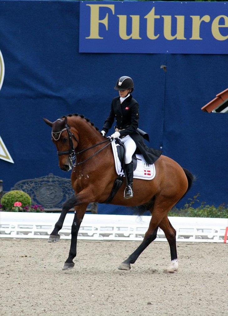 Dansk Varmblod Camiro Mandø - CDIOJ Hagen 2012 billede 4