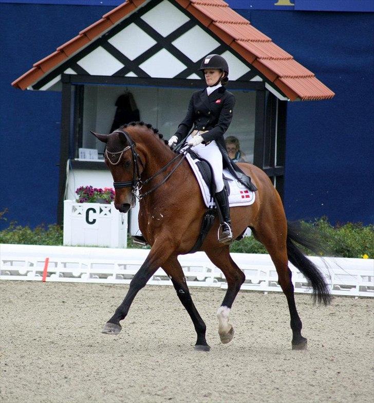 Dansk Varmblod Camiro Mandø - CDIOJ Hagen 2012 billede 2