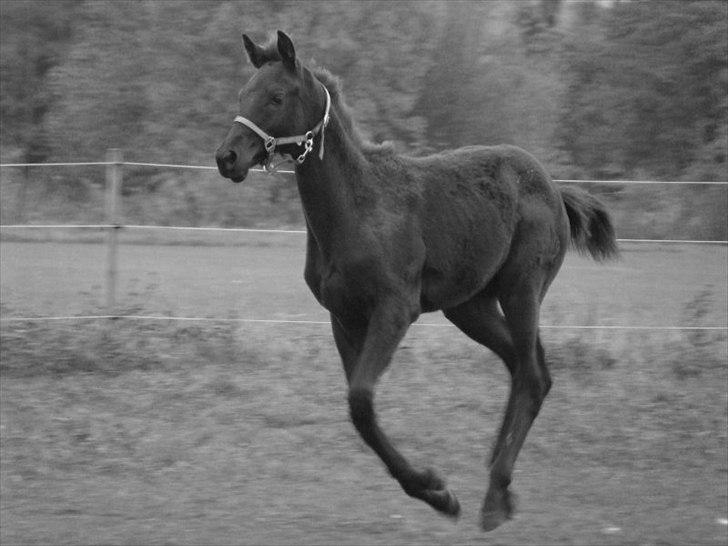 Trakehner Im Precious billede 2
