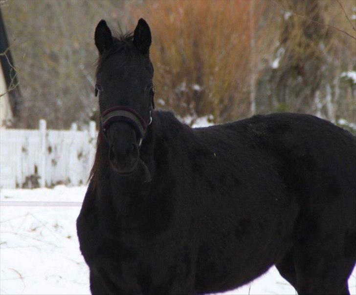 Trakehner Im Precious - 2012 billede 3