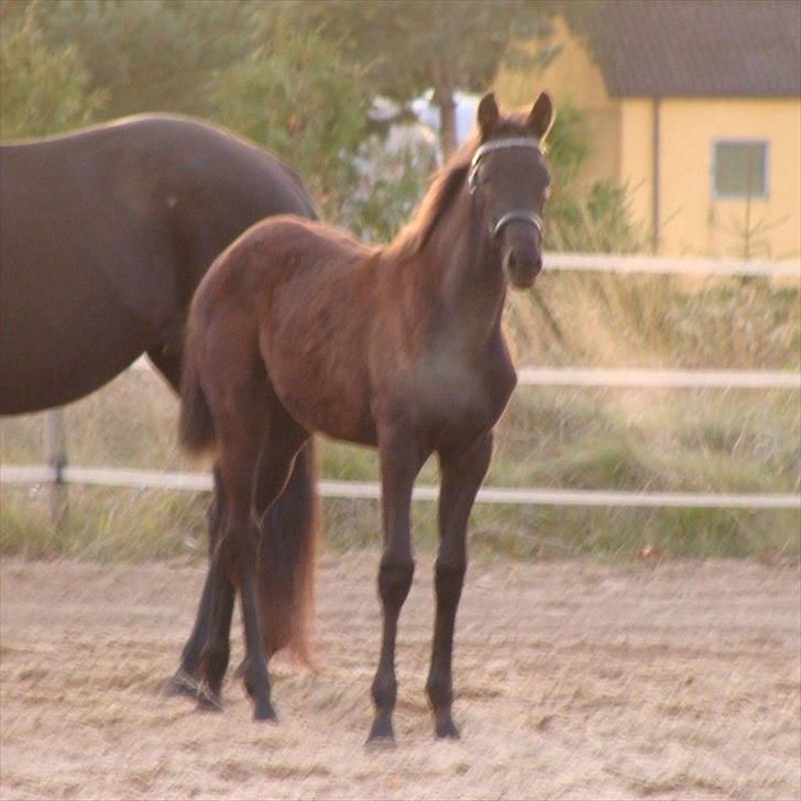Trakehner Im Precious billede 4