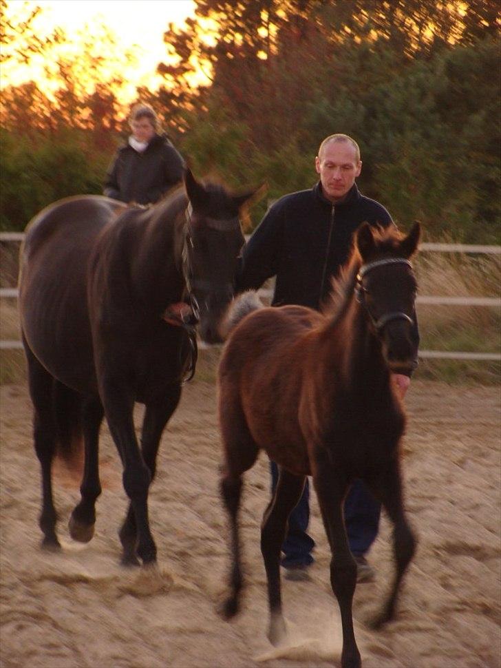 Trakehner Im Precious - Følbedømmelse 2009 billede 5