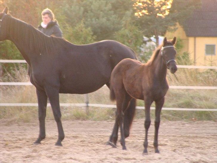 Trakehner Im Precious - følbedømmelse 2009 billede 6