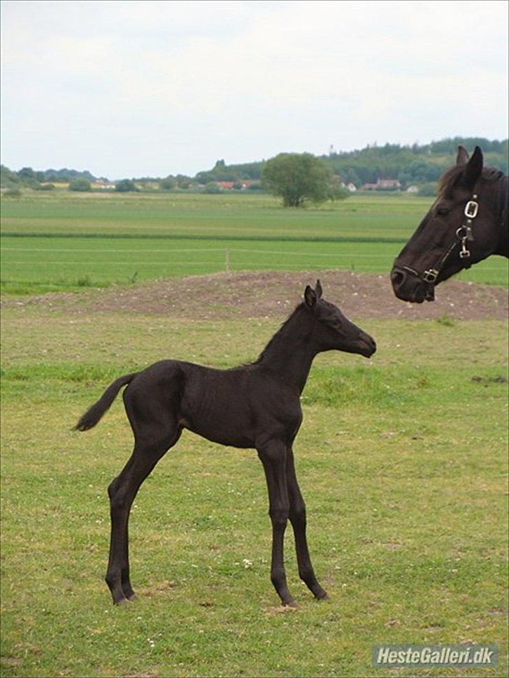 Trakehner Im Precious billede 7