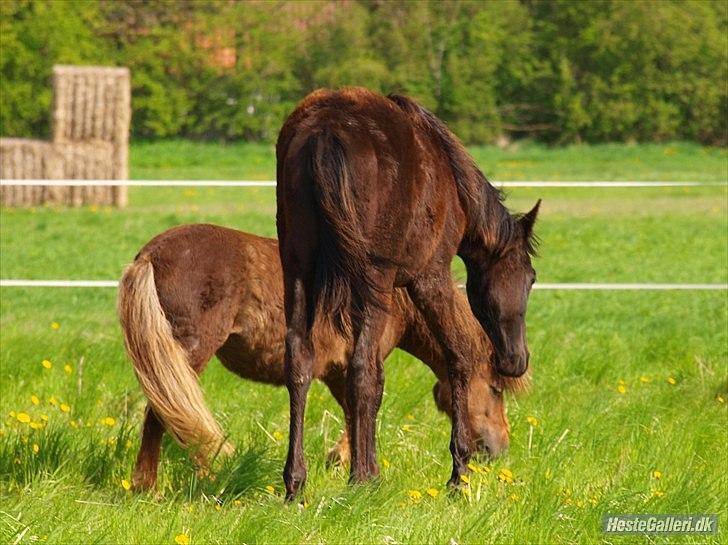 Trakehner Im Precious billede 8