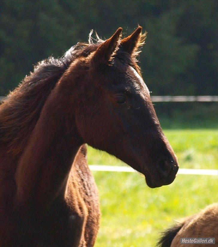 Trakehner Im Precious billede 9