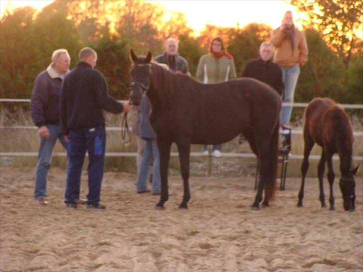 Trakehner Im Precious - Følbedømmelse 2009 billede 11