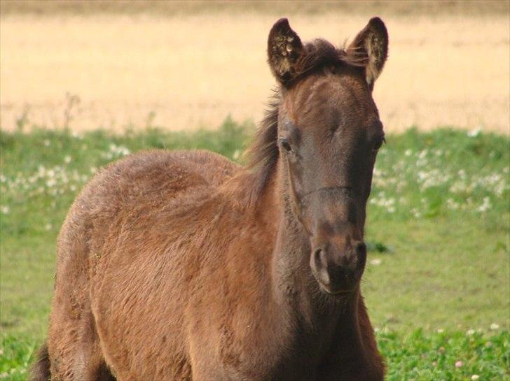 Trakehner Im Precious billede 12