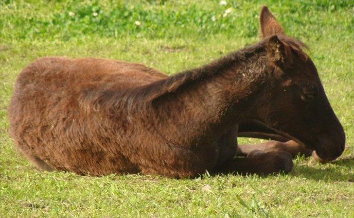 Trakehner Im Precious billede 13
