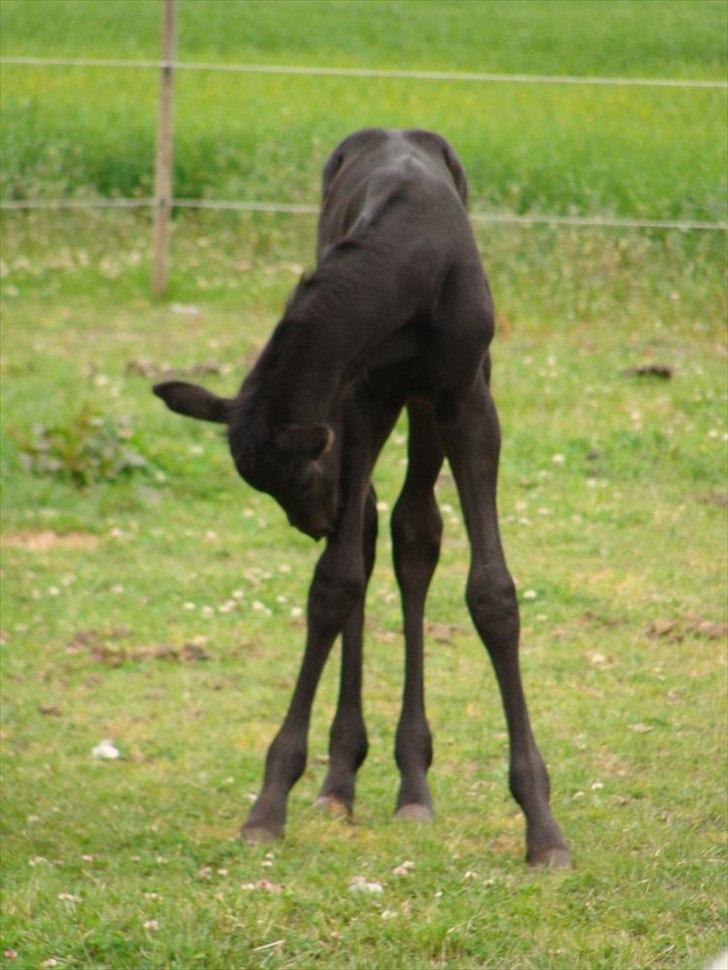 Trakehner Im Precious billede 14