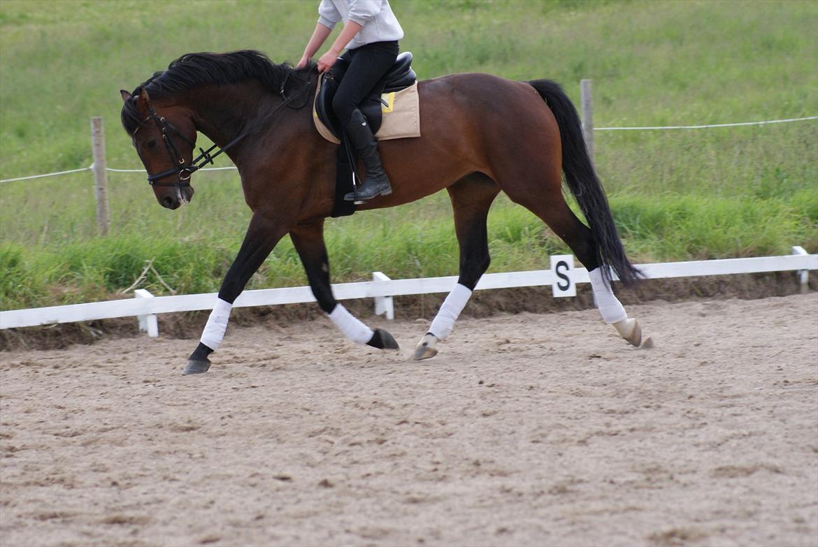 Knabstrupper Askgaardens Gry billede 11