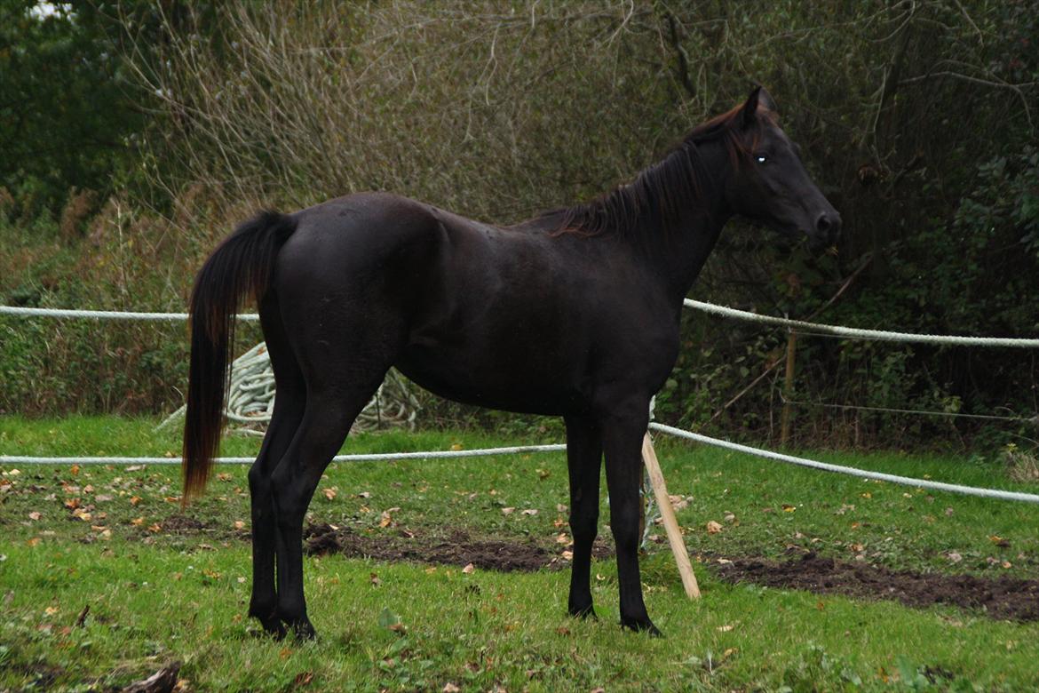 Trakehner Im Precious - 2011 billede 15